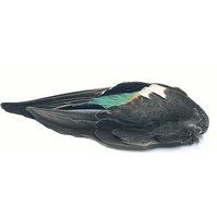 Teal Duck Whole Wings - křídla čírky obecné