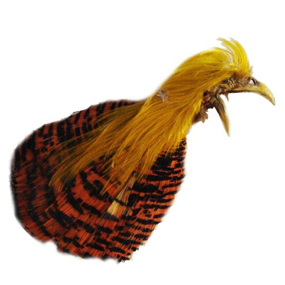 Hlavový skalp bažanta zlatožlutého - golden pheasant head only