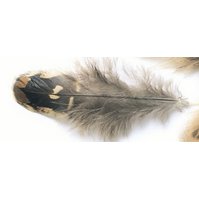 Veniard Pheasant Hen Shoulders feathers - peří bažantí slepice