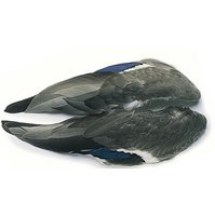 Mallard Duck Whole Wings - celá křídla kačer