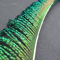 Peacock sword - paví peří